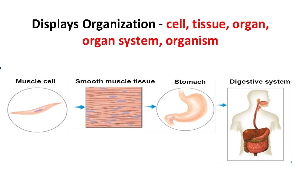 Displays Organization - cell, tissue, organ system, organism 