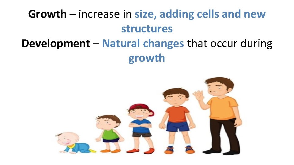 Growth – increase in size, adding cells and new structures Development – Natural changes