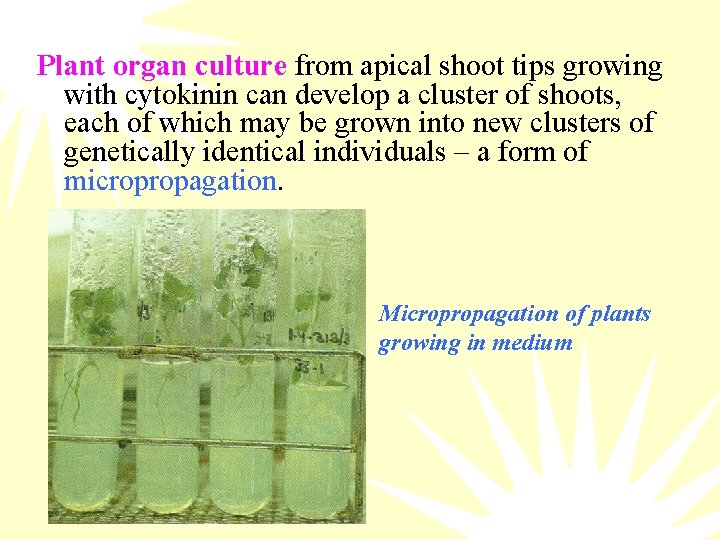 Plant organ culture from apical shoot tips growing with cytokinin can develop a cluster