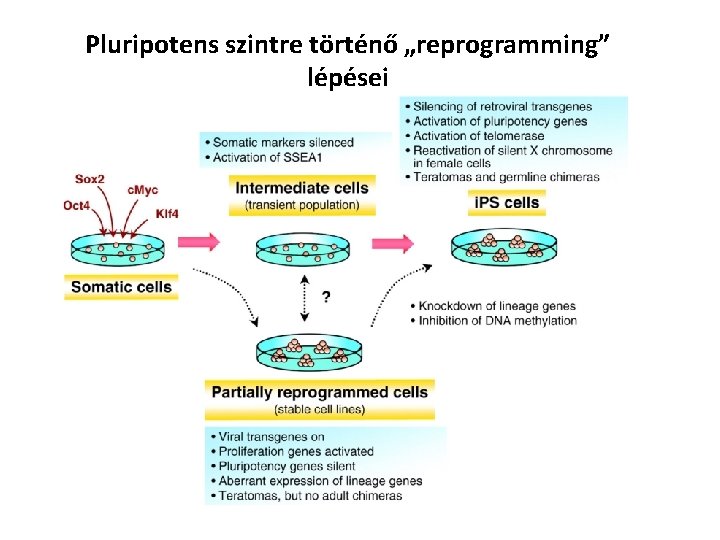 Pluripotens szintre történő „reprogramming” lépései 