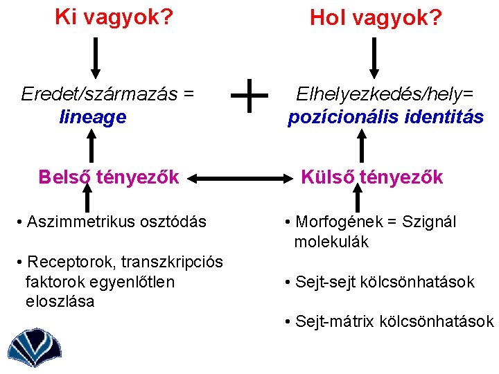 Ki vagyok? Eredet/származás = lineage Hol vagyok? Elhelyezkedés/hely= pozícionális identitás Belső tényezők Külső tényezők