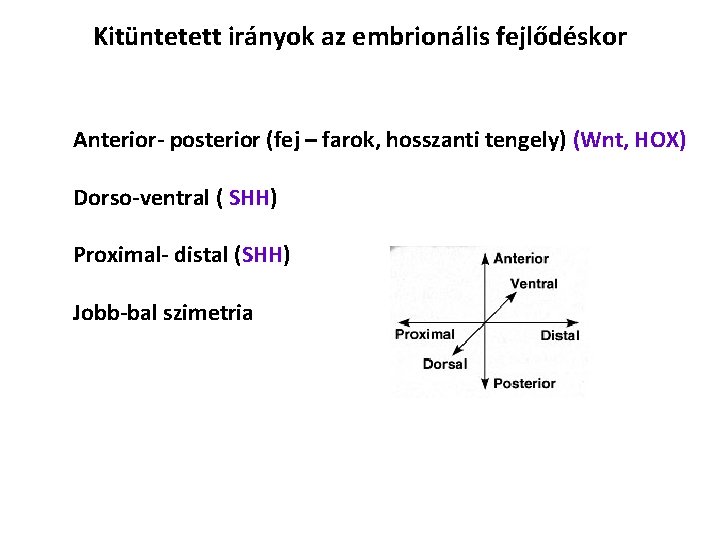 Kitüntetett irányok az embrionális fejlődéskor Anterior- posterior (fej – farok, hosszanti tengely) (Wnt, HOX)