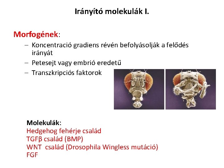 Irányító molekulák I. Morfogének: – Koncentració gradiens révén befolyásolják a felődés irányát – Petesejt