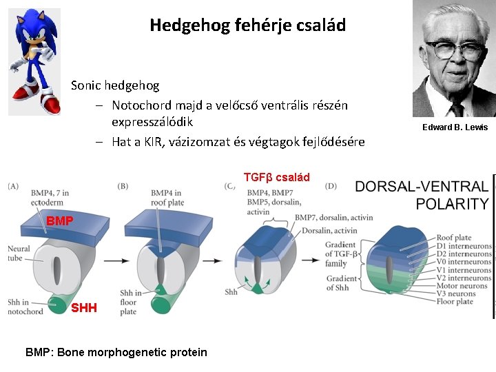 Hedgehog fehérje család Sonic hedgehog – Notochord majd a velőcső ventrális részén expresszálódik –