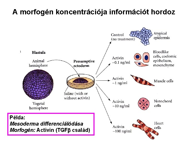 A morfogén koncentrációja információt hordoz Példa: Mesoderma differenciálódása Morfogén: Activin (TGF család) 