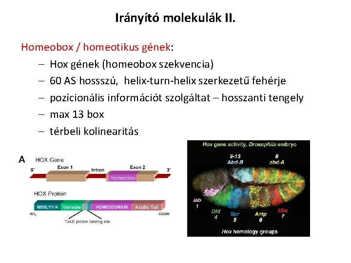 Irányító molekulák II. Homeobox / homeotikus gének: – Hox gének (homeobox szekvencia) – 60