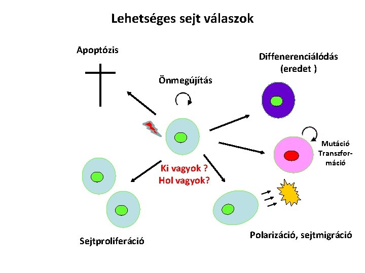 Lehetséges sejt válaszok Apoptózis Önmegújítás Ki vagyok ? Hol vagyok? Sejtproliferáció Diffenerenciálódás (eredet )