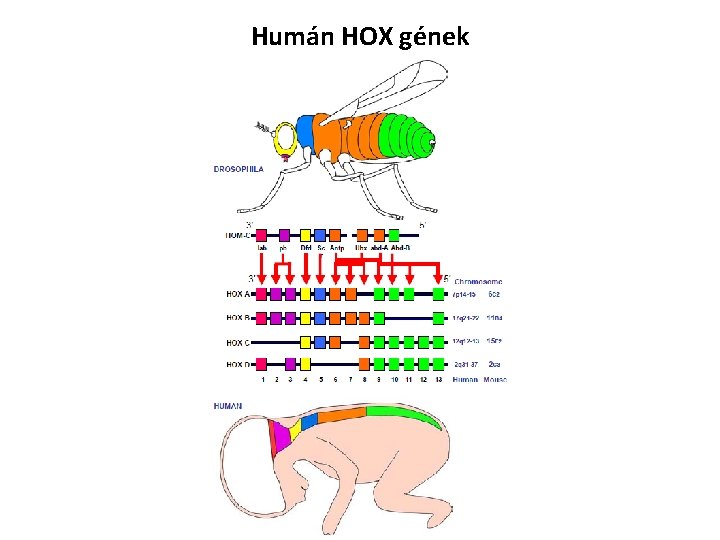 Humán HOX gének 