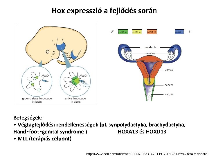 Hox expresszió a fejlődés során Betegségek: • Végtagfejlődési rendellenességek (pl. synpolydactylia, brachydactylia, Hand‑foot‑genital syndrome