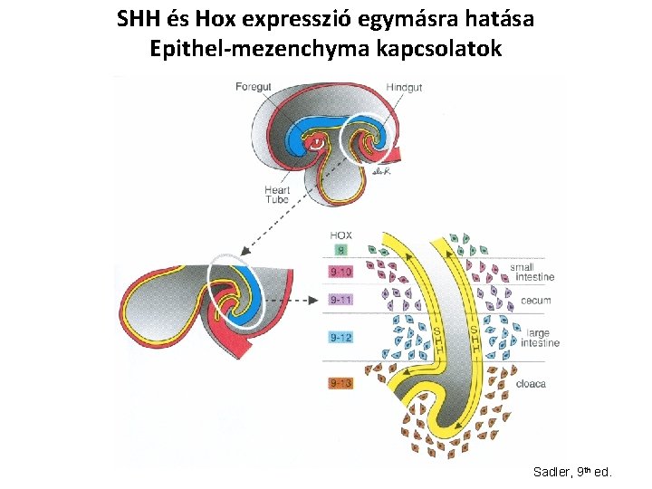 SHH és Hox expresszió egymásra hatása Epithel-mezenchyma kapcsolatok Sadler, 9 th ed. 