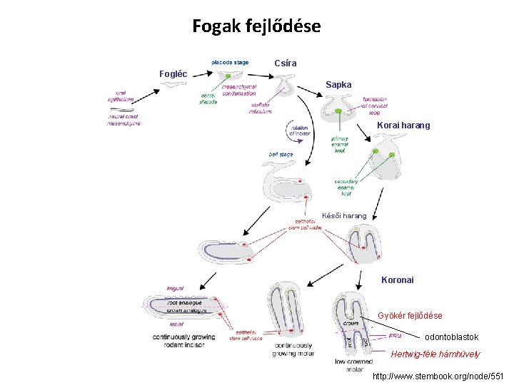 Fogak fejlődése Csíra Fogléc Sapka Korai harang Késői harang Koronai Gyökér fejlődése odontoblastok Hertwig-féle