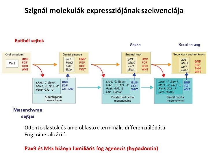 Szignál molekulák expressziójának szekvenciája Epithél sejtek Sapka Mesenchyma sejtjei Odontoblastok és ameloblastok terminális differenciálódása