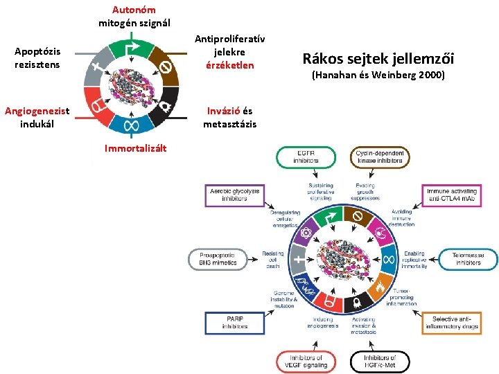 Autonóm mitogén szignál Apoptózis rezisztens Antiproliferatív jelekre érzéketlen Angiogenezist indukál Invázió és metasztázis Immortalizált