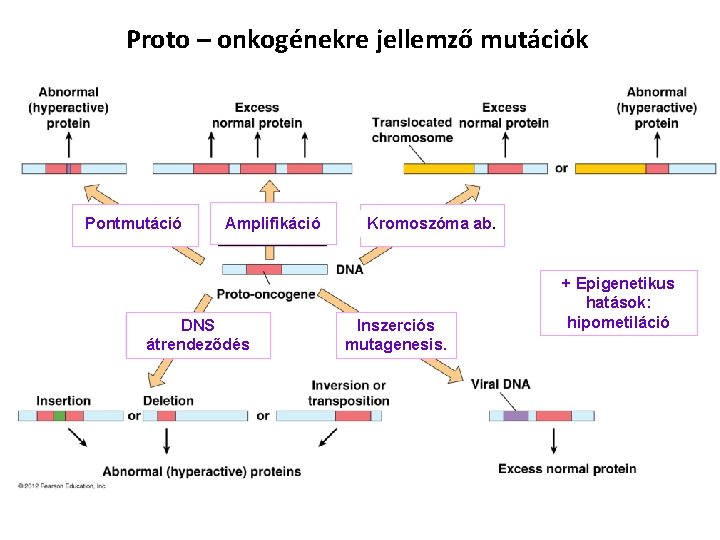 Proto – onkogénekre jellemző mutációk Pontmutáció Amplifikáció DNS átrendeződés Kromoszóma ab. Inszerciós mutagenesis. +