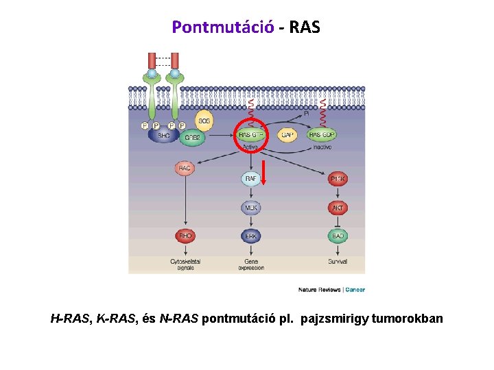 Pontmutáció - RAS H-RAS, K-RAS, és N-RAS pontmutáció pl. pajzsmirigy tumorokban 