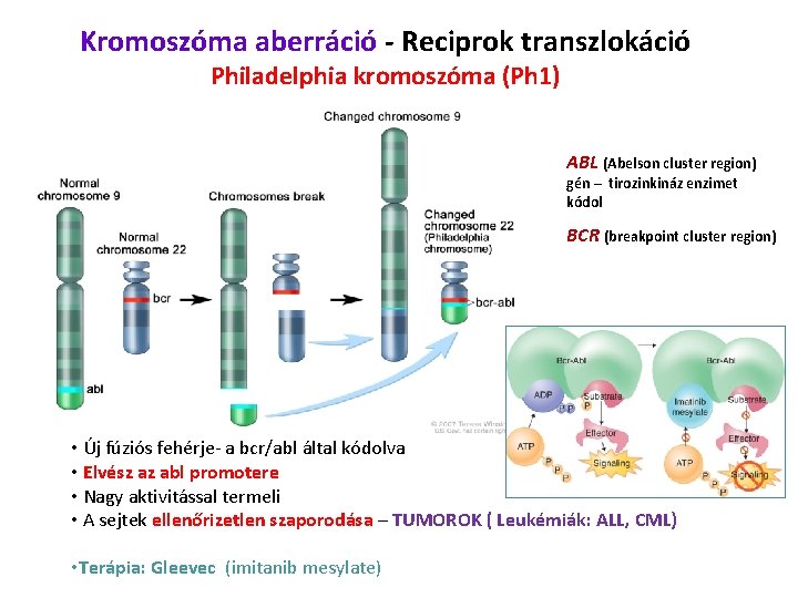 Kromoszóma aberráció - Reciprok transzlokáció Philadelphia kromoszóma (Ph 1) ABL (Abelson cluster region) gén