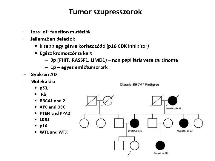 Tumor szupresszorok – Loss- of- function mutációk – Jellemzően deléciók • kisebb egy génre