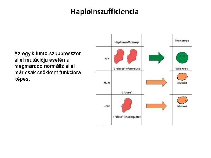 Haploinszufficiencia Az egyik tumorszuppresszor allél mutációja esetén a megmaradó normális allél már csak csökkent