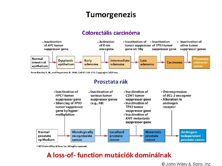 Tumorgenezis Colorectális carcinóma Prosztata rák A loss-of- function mutációk dominálnak © John Wiley &