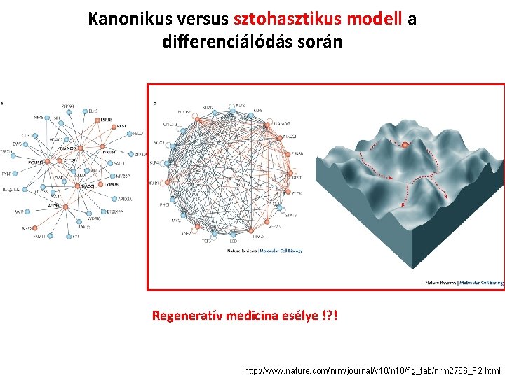 Kanonikus versus sztohasztikus modell a differenciálódás során Regeneratív medicina esélye !? ! http: //www.
