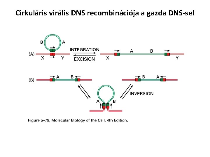 Cirkuláris virális DNS recombinációja a gazda DNS-sel 