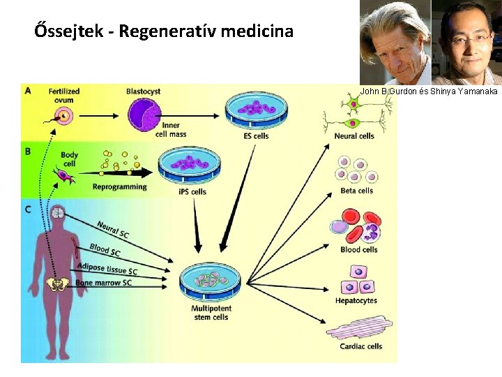 Őssejtek - Regeneratív medicina John B Gurdon és Shinya Yamanaka 