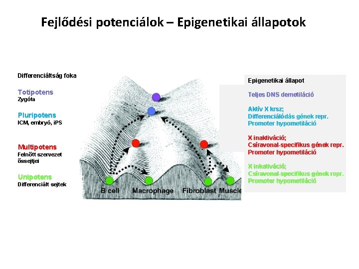 Fejlődési potenciálok – Epigenetikai állapotok Differenciáltság foka Totipotens Zygóta Pluripotens ICM, embryó, i. PS