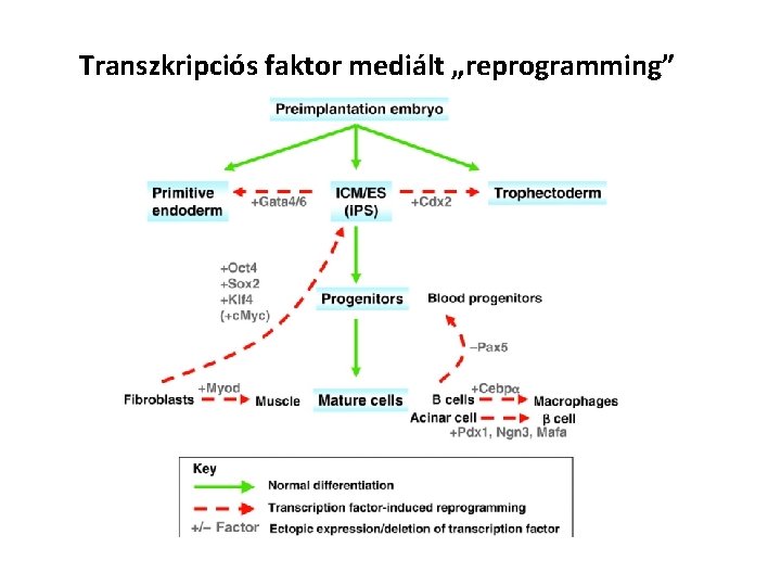 Transzkripciós faktor mediált „reprogramming” 