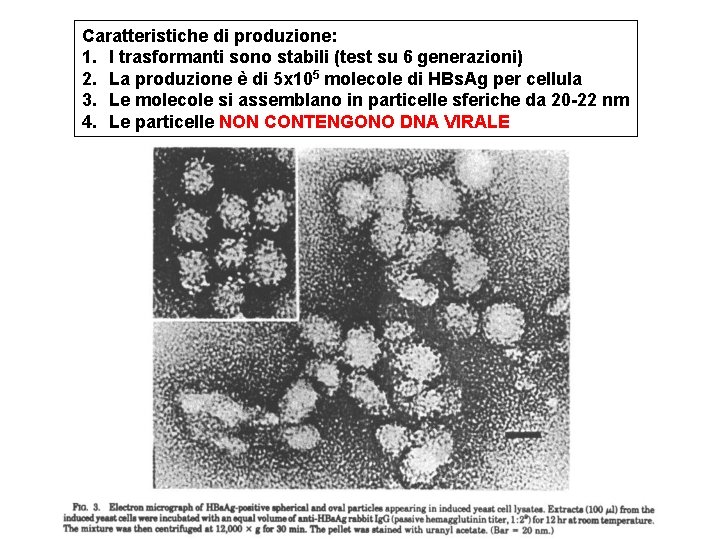 Caratteristiche di produzione: 1. I trasformanti sono stabili (test su 6 generazioni) 2. La