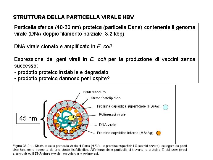 STRUTTURA DELLA PARTICELLA VIRALE HBV Particella sferica (40 -50 nm) proteica (particella Dane) contenente