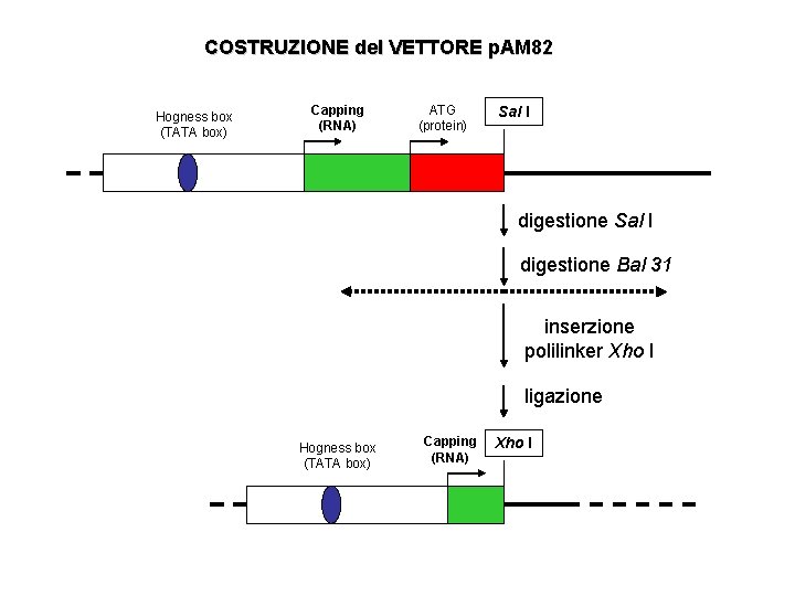 COSTRUZIONE del VETTORE p. AM 82 Hogness box (TATA box) Capping (RNA) ATG (protein)