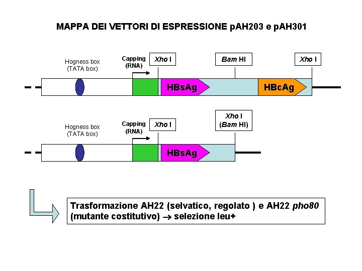 MAPPA DEI VETTORI DI ESPRESSIONE p. AH 203 e p. AH 301 Hogness box