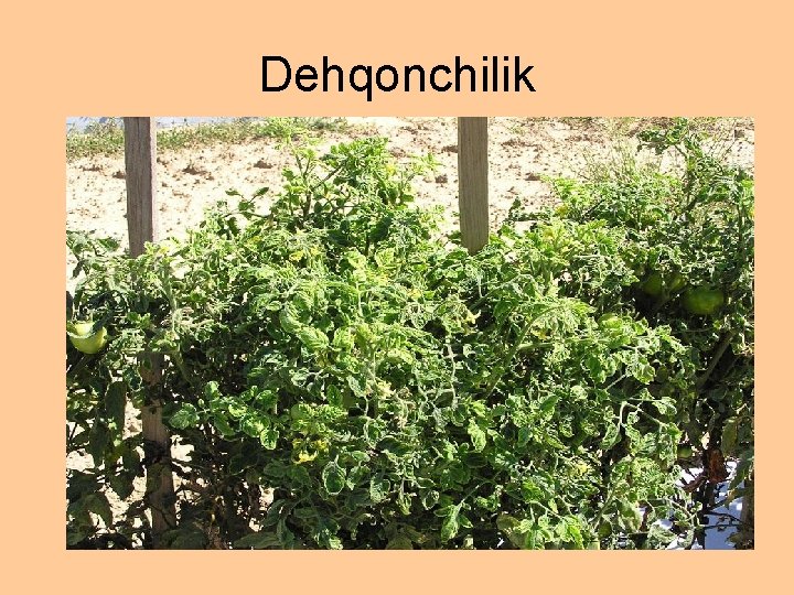 Dehqonchilik 