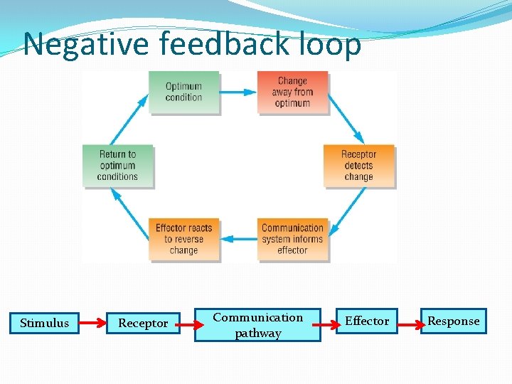 Negative feedback loop Stimulus Receptor Communication pathway Effector Response Negative feedback loop Stimulus Receptor Communication pathway Effector Response