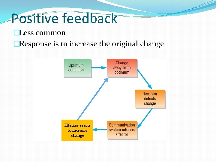 Positive feedback �Less common �Response is to increase the original change Effector reacts to