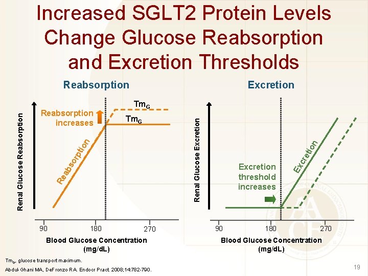 Increased SGLT 2 Protein Levels Change Glucose Reabsorption and Excretion Thresholds Tm. G 180