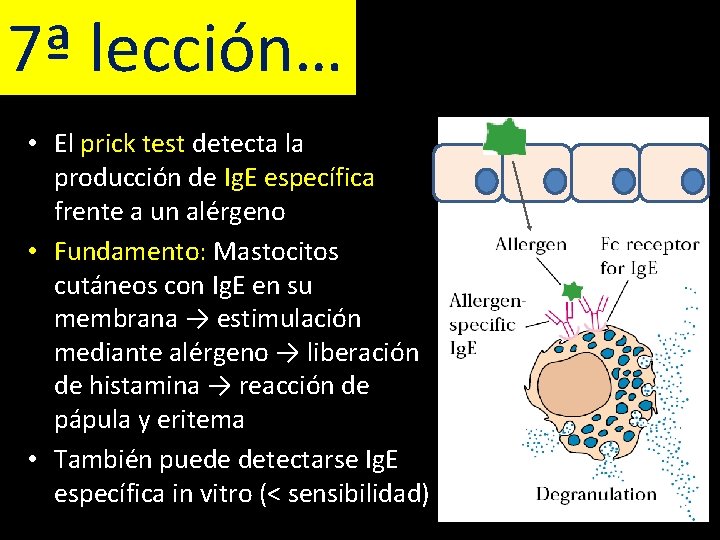 7ª lección… • El prick test detecta la producción de Ig. E específica frente