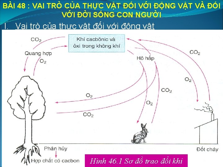 BÀI 48 : VAI TRÒ CỦA THỰC VẬT ĐỐI VỚI ĐỘNG VẬT VÀ ĐỐI