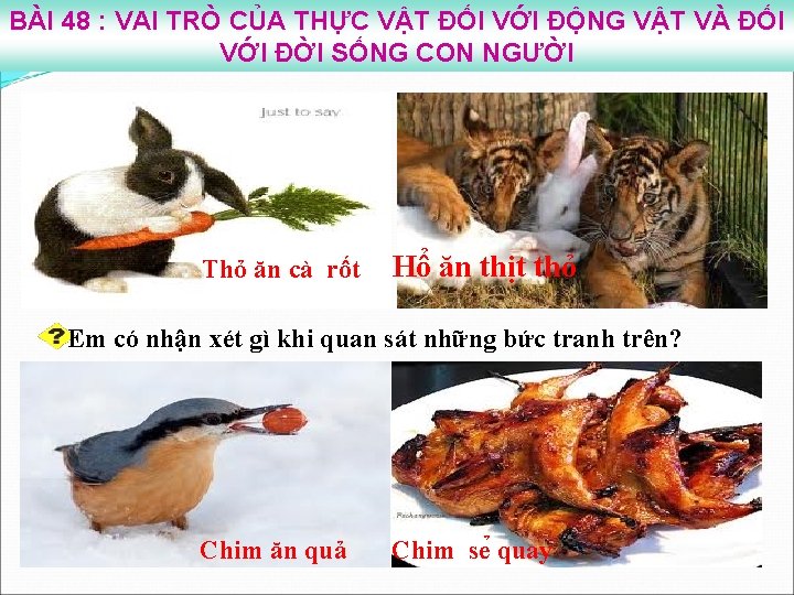 BÀI 48 : VAI TRÒ CỦA THỰC VẬT ĐỐI VỚI ĐỘNG VẬT VÀ ĐỐI