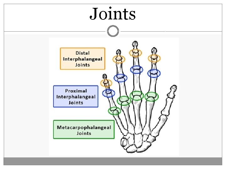 Joints  Joints