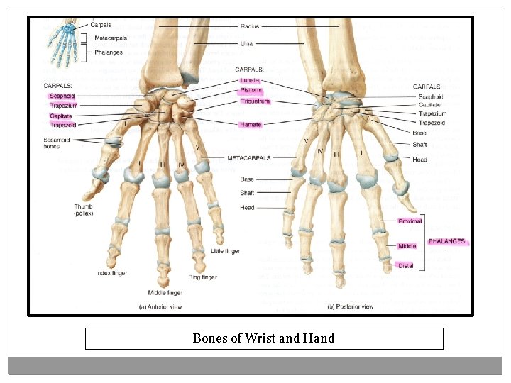 Bones of Wrist and Hand 