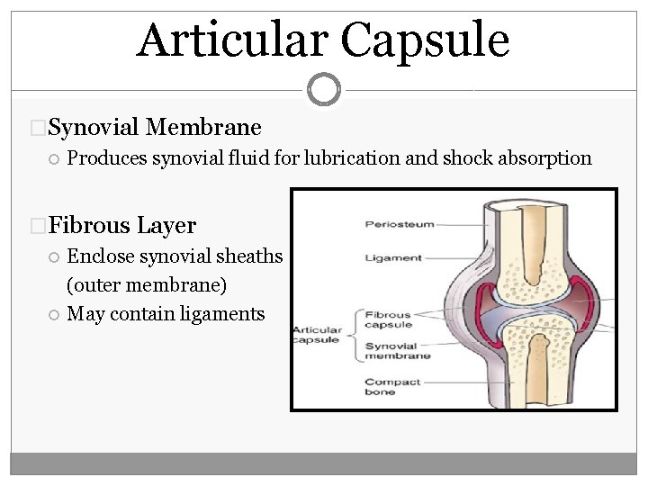 Articular Capsule �Synovial Membrane Produces synovial fluid for lubrication and shock absorption �Fibrous Layer