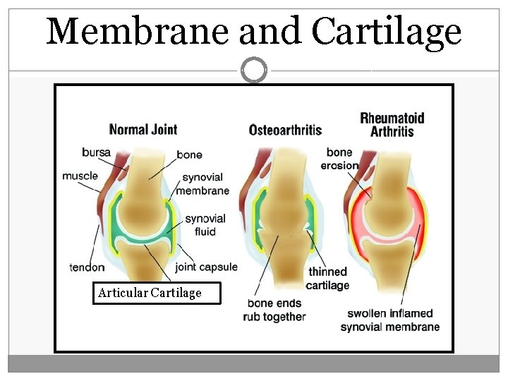 Membrane and Cartilage Articular Cartilage 