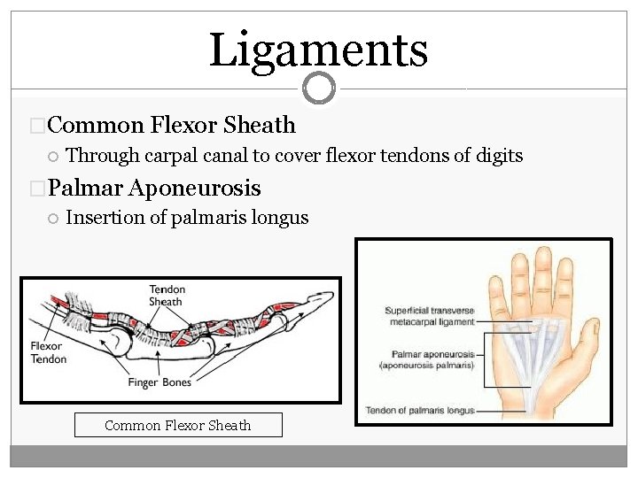 Ligaments �Common Flexor Sheath Through carpal canal to cover flexor tendons of digits �Palmar