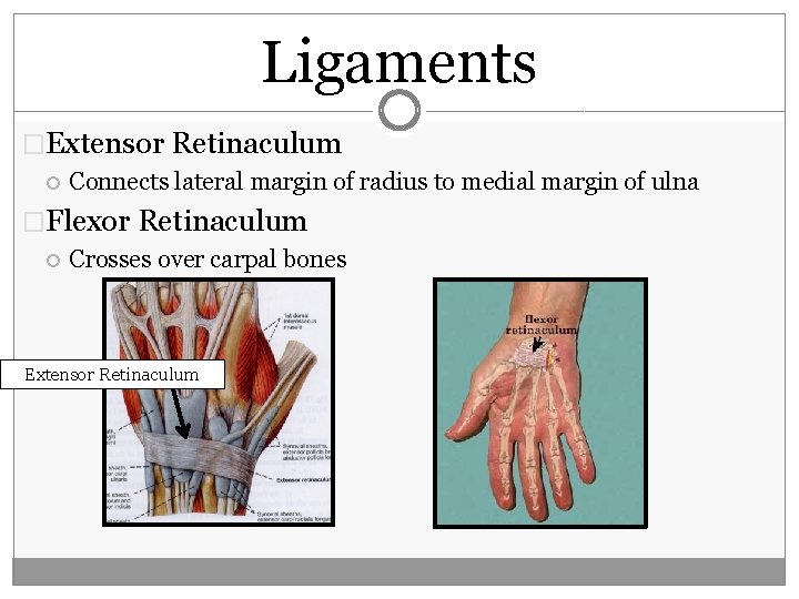 Ligaments �Extensor Retinaculum Connects lateral margin of radius to medial margin of ulna �Flexor Ligaments �Extensor Retinaculum Connects lateral margin of radius to medial margin of ulna �Flexor