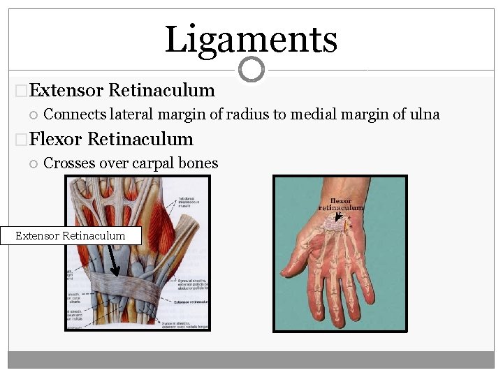 Ligaments �Extensor Retinaculum Connects lateral margin of radius to medial margin of ulna �Flexor