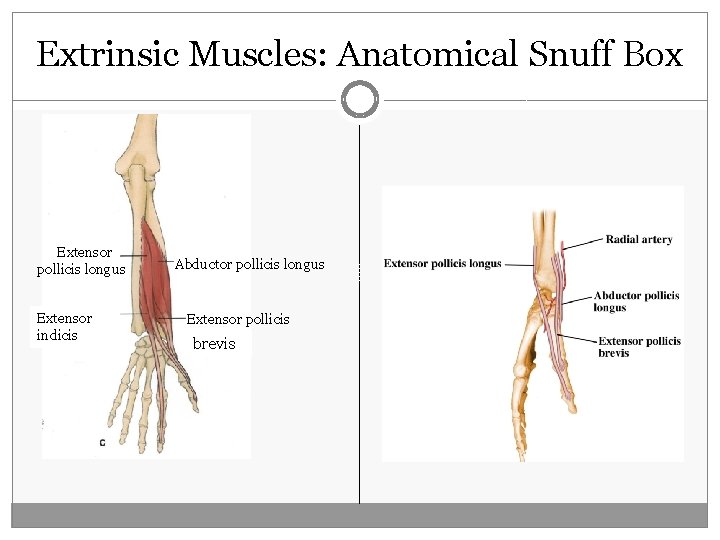 Extrinsic Muscles: Anatomical Snuff Box Extensor pollicis longus Extensor indicis Abductor pollicis longus Extensor