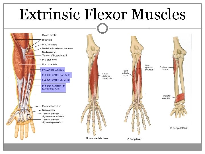 Extrinsic Flexor Muscles 