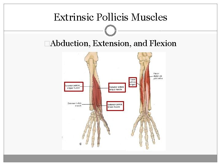 Extrinsic Pollicis Muscles �Abduction, Extension, and Flexion 