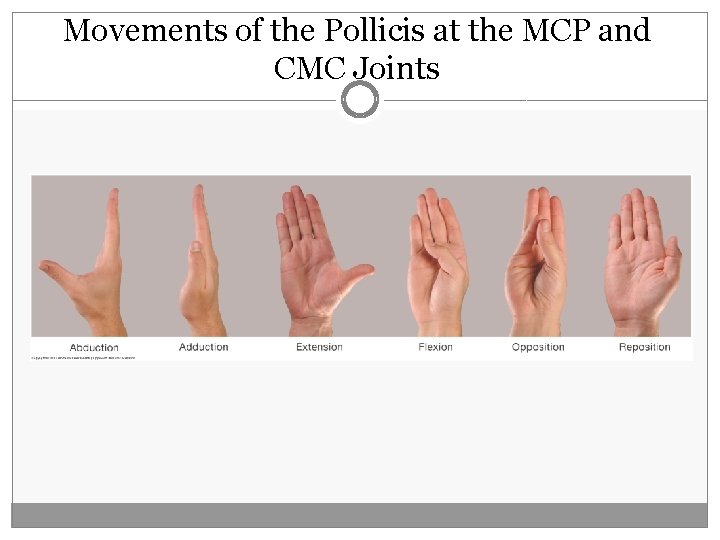Movements of the Pollicis at the MCP and CMC Joints  Movements of the Pollicis at the MCP and CMC Joints